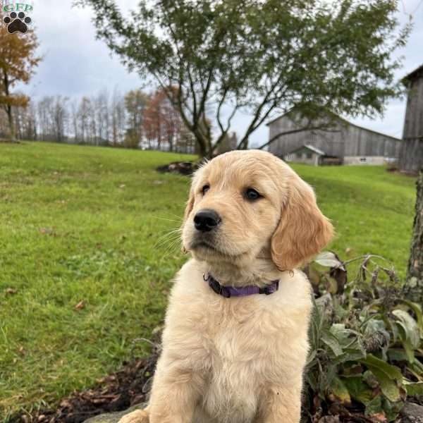 Millie, Golden Retriever Puppy